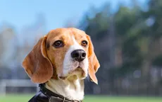 Chó có thể phát hiện ung thư phổi từ mẫu máu