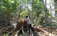 Khởi tố vụ phá rừng phòng hộ sông Tranh