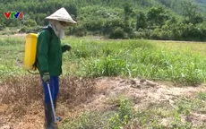 Bất chấp hậu quả, nông dân phun thuốc diệt cỏ tràn lan