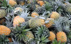 Giá dứa ở Nghệ An giảm chỉ còn 3.000 đồng/kg