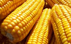 Giá ngô tăng trên thị trường quốc tế