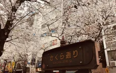 Đến Sakura-dori để bước đi trong mơ...