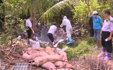 Hậu Giang: Tiêu hủy hàng chục con heo bị nhiễm bệnh heo tai xanh