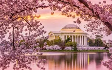 Hàng triệu người đổ về Washington D.C, Mỹ để ngắm hoa anh đào