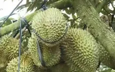 Tiền Giang: Người dân ồ ạt trồng sầu riêng