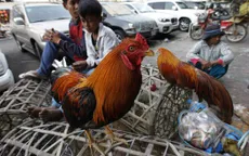 Cúm gia cầm chủng H5N6 bùng phát tại Campuchia