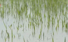 An Giang huy động các trạm bơm cứu lúa