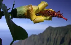 Thiết bị bay không người lái bất ngờ phát hiện loài hoa ở Hawaii được cho đã tuyệt chủng