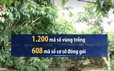 Quy định tem truy xuất nguồn gốc xuất khẩu sang Trung Quốc