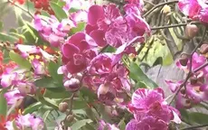 Triển lãm làm vườn quốc tế: Chiêm ngưỡng những loại hoa độc đáo