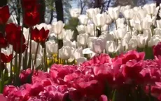 Rực rỡ sắc hoa tulip tại Thổ Nhĩ Kỳ