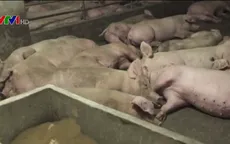 Dịch tả lợn châu Phi có thể là yếu tố quyết định đàm phán Mỹ-Trung