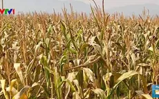 Hàng trăm ha ngô, lạc ở Nghệ An bị chết cháy do nắng nóng