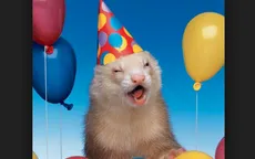 Vườn thú tổ chức sinh nhật cho bộ tứ chồn đất