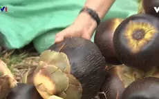 Chông chênh nghề lấy mật thốt nốt