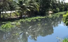 Hậu Giang: Cá chết hàng loạt vì dòng nước đen bất thường