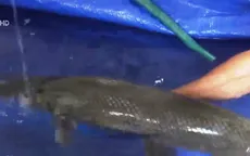 Hà Tĩnh: Người dân bắt được cá lạ