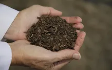 Mỹ: Cân nhắc cho phép sản xuất phân bón cây từ thi thể người chết
