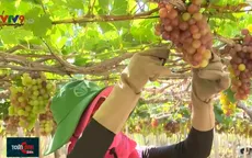 Lễ hội Nho và Vang Ninh Thuận - Cầu nối giữa người trồng nho với người tiêu dùng
