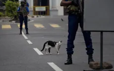 Australia lên kế hoạch giết 2 triệu con mèo hoang