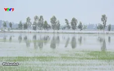 Đồng Tháp: Nước ngập trắng đồng, nông dân kêu cứu