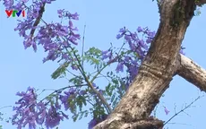 Đà Lạt êm đềm mùa phượng tím