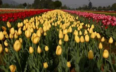 Thỏa sức chiêm ngưỡng vườn hoa tulip lớn nhất châu Á