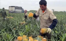 Giá dứa gai xuống thấp, nông dân khó tiêu thụ
