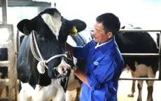 Mộc Châu Milk giữ lửa nghề chăn nuôi bò sữa cha truyền con nối cho nông dân