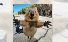 Tới thăm quê hương của loài động vật hạnh phúc nhất hành tinh