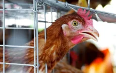 Trung Quốc ghi nhận ca nhiễm cúm gia cầm H7N9 đầu tiên ở người trong năm 2019