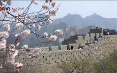 Hoa anh đào nở rộ ở Trung Quốc