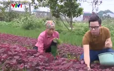 Cả làng khấm khá nhờ trồng rau hữu cơ