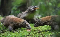 Indonesia: Hòn đảo Rồng Komodo đóng cửa do nạn săn bắt động vật