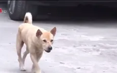 Người dân vẫn chưa quan tâm tới rọ mõm chó