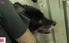 Khó khăn khi xử lý chó thả rông