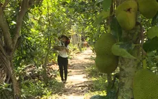 Bà Rịa - Vũng Tàu khuyến cáo người dân cẩn trọng khi mở rộng diện tích mít Thái