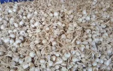 Đường dây nóng bảo vệ tỏi Lý Sơn