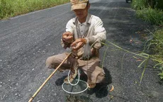 Người dân miền Tây gia tăng thu nhập với nghề săn ếch đồng