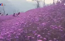 Đến Sapa, ngắm cánh đồng hoa tím đẹp... quên lối về