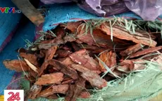 Bắt quả tang đối tượng mua bán 3,5 tấn vỏ thông khai thác trái phép