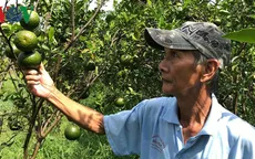 Cảnh báo không nên tiêm thuốc để trị bệnh cho cam sành