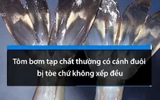 Cách phân biệt tôm bơm tạp chất và tôm sạch
