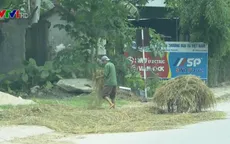 Mất an toàn giao thông vì rơm rạ phơi trên đường