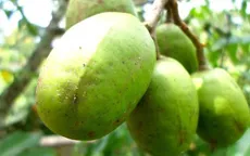 Lợi ích sức khỏe không ngờ của quả cóc