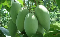 Xoài An Giang sắp thâm nhập thị trường Mỹ