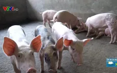Nguy cơ bùng phát dịch tả lợn châu Phi do địa phương giấu dịch