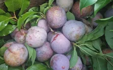 Mận hậu Sơn La xuất ngoại
