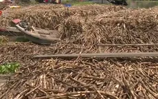 Nhà máy đường đóng cửa vì ô nhiễm, hàng trăm tấn mía bị tồn đọng