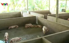 Hậu Giang phát hiện thêm một ổ dịch tả lợn châu Phi